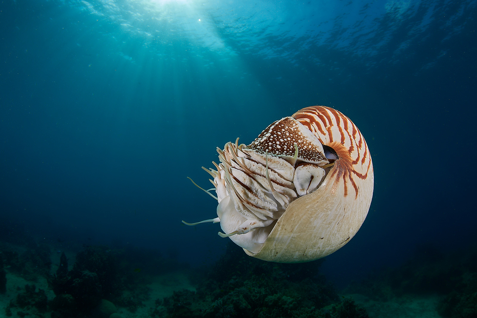 nautilus