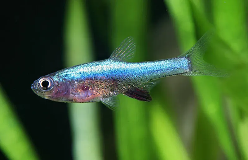 Neon Blue Rasbora