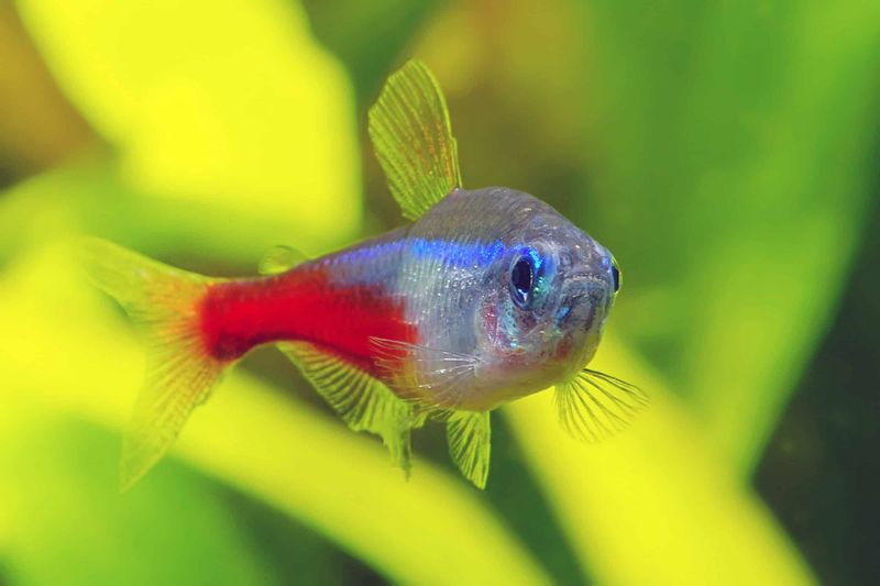 Neon Tetra