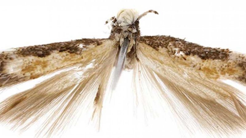 Neopalpa donaldtrumpi