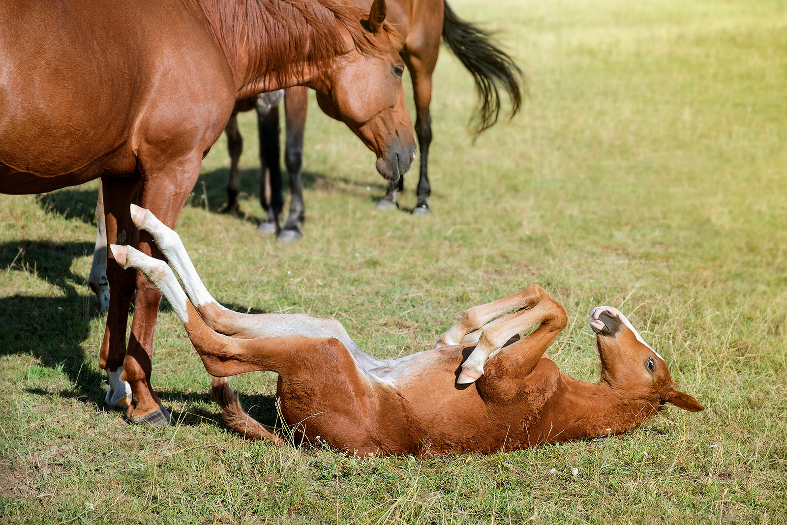 Newborn foal and mother foal