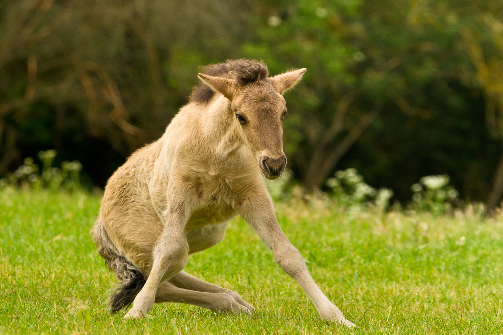 Newborn foal