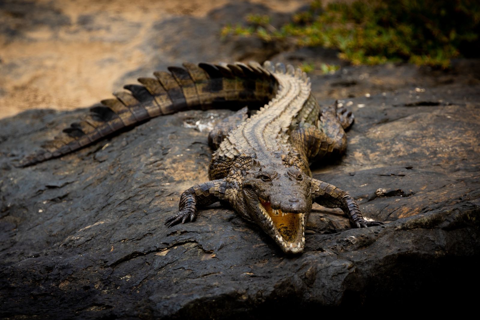 Nile Crocodile