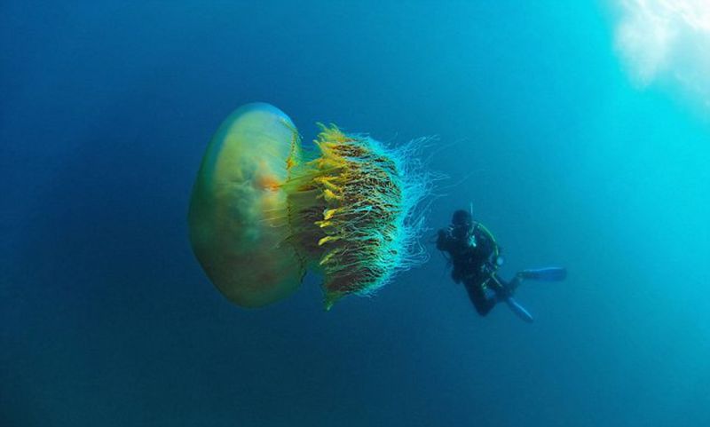 Nomura's Jellyfish