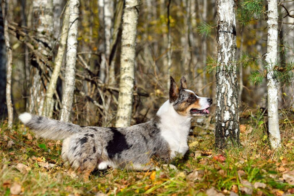 Non-Standard Colors In Cardigan Corgis