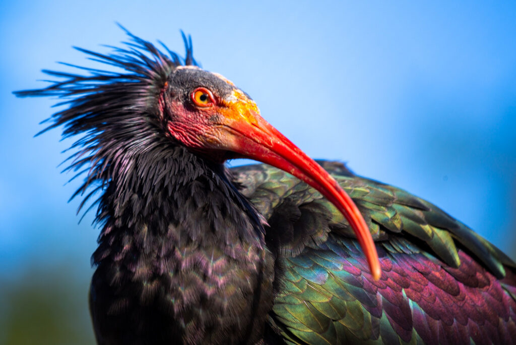 Northern Bald Ibis