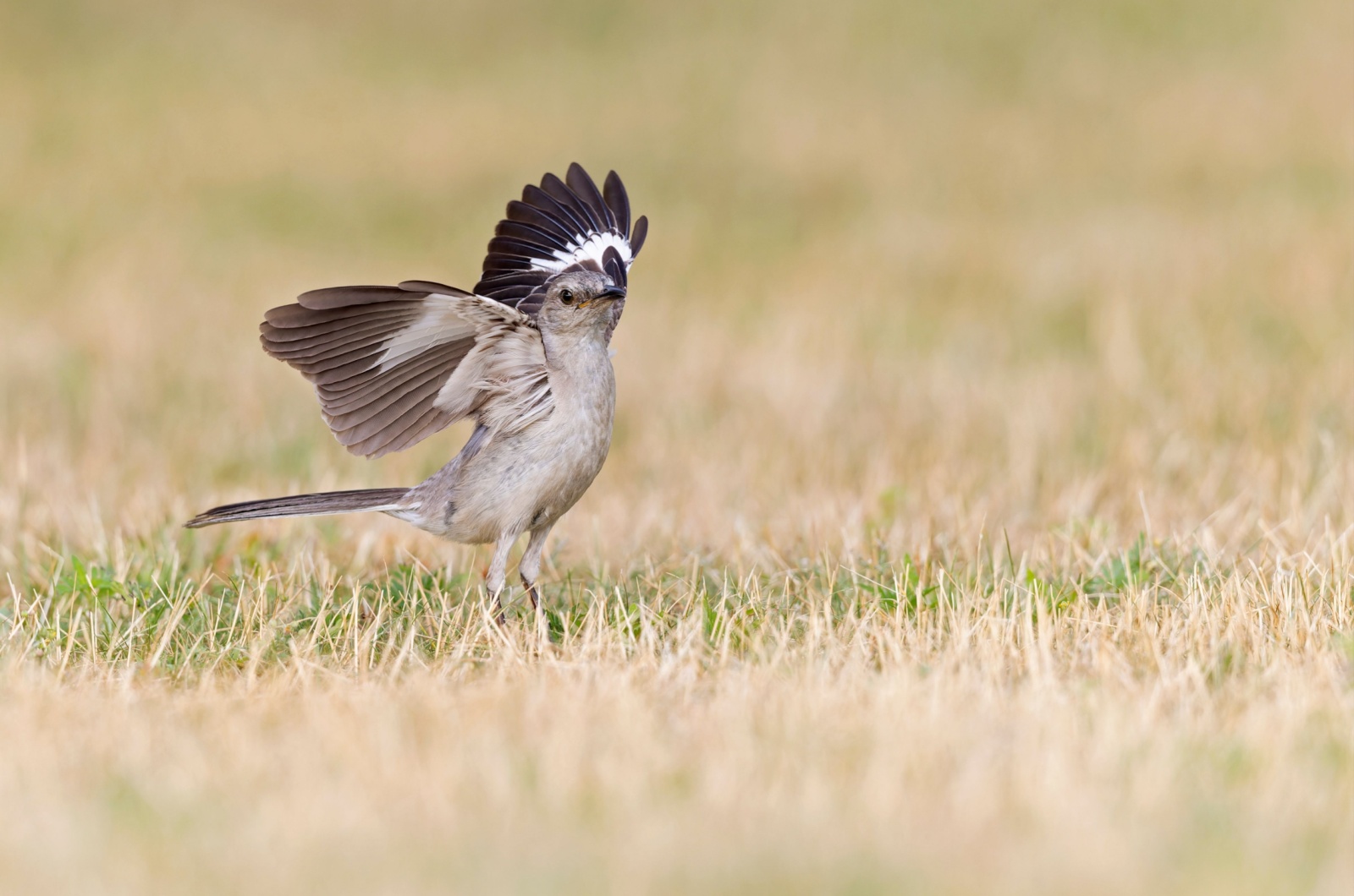 Northern Mockingbird