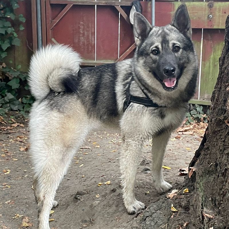 Norwegian Elkhound