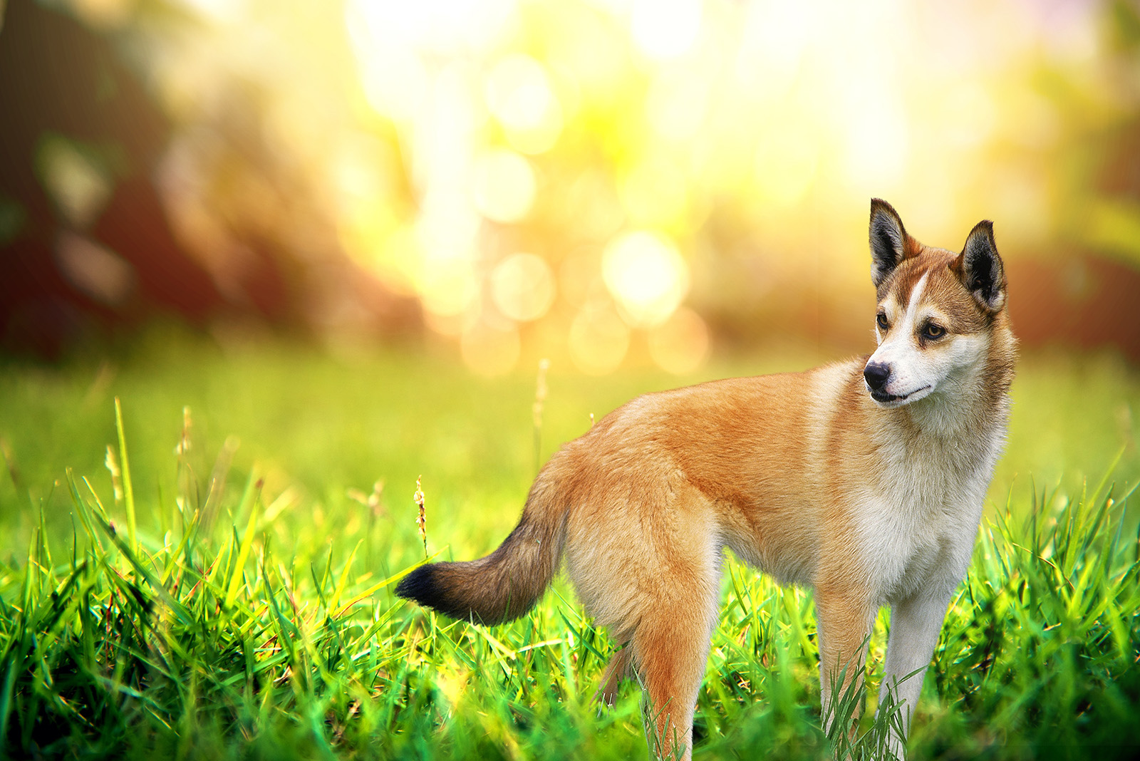 Norwegian Lundehund