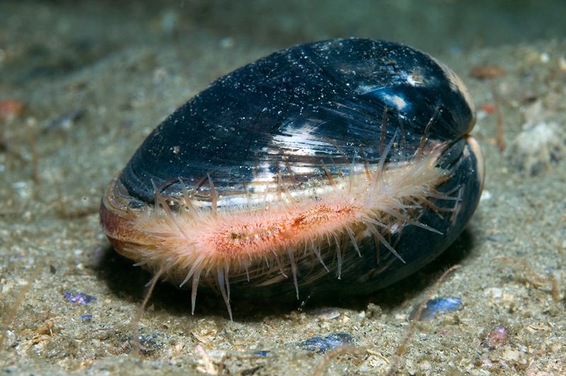 Ocean Quahog Clam