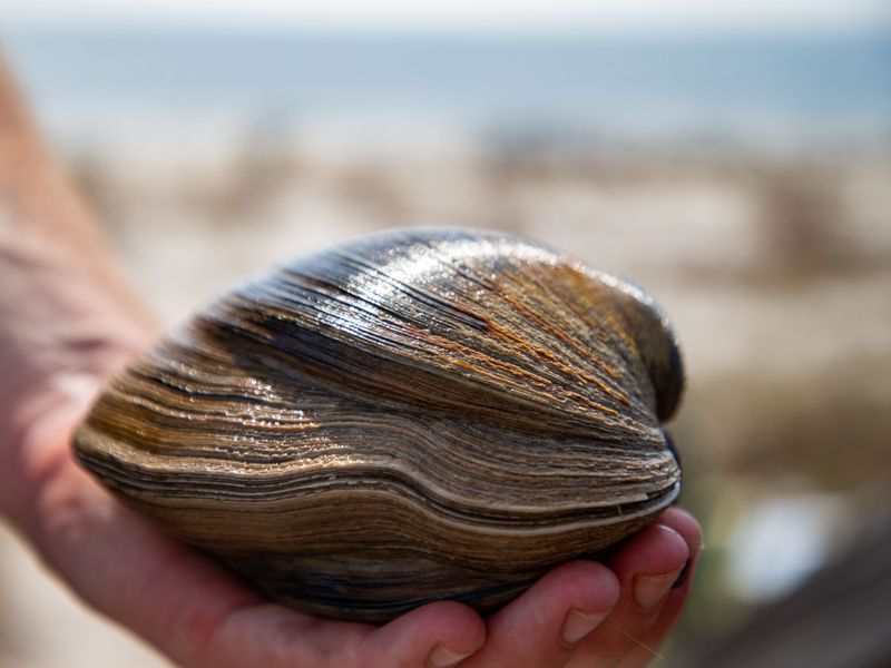 Ocean Quahog