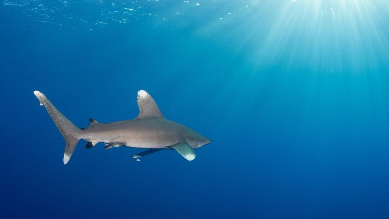 Oceanic Whitetip Shark