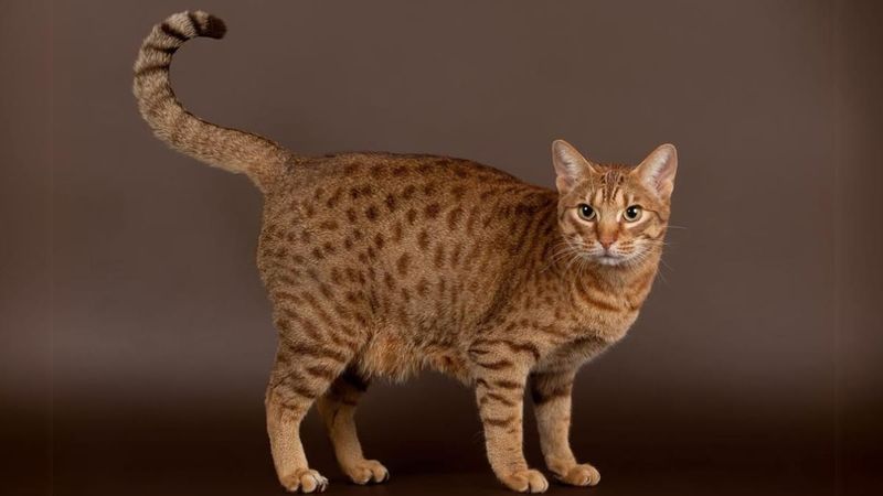 Ocicat