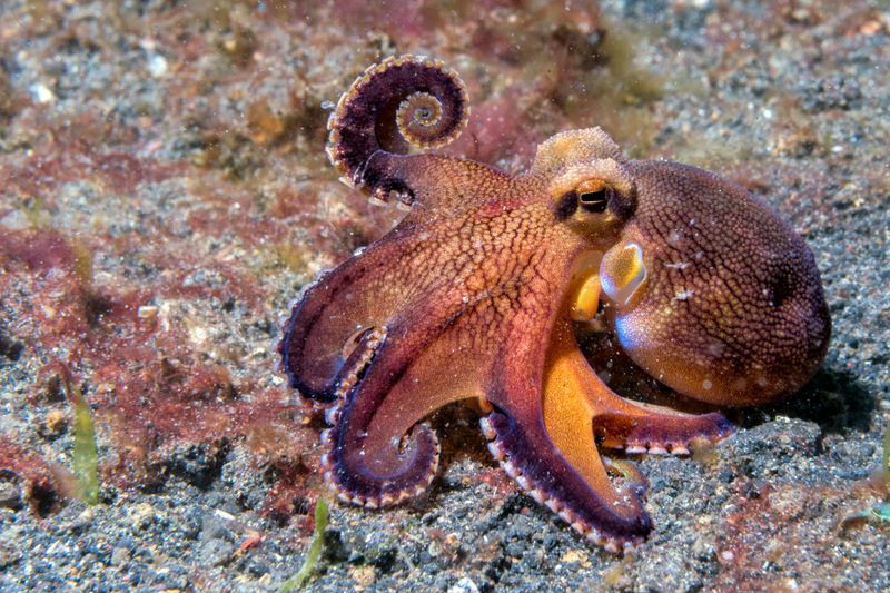 Octopus