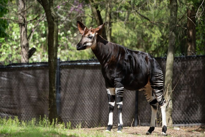 Okapi