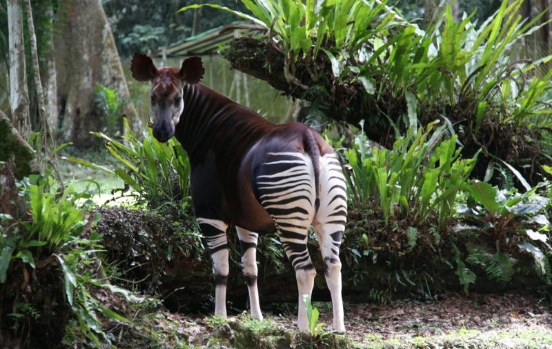 Okapi