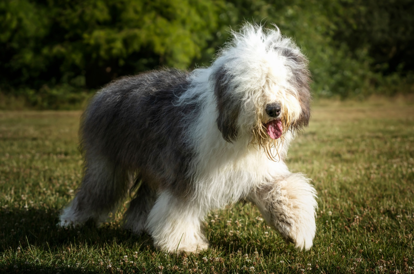 Old English Sheepdog