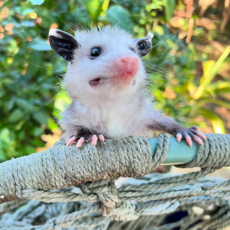 Opossum