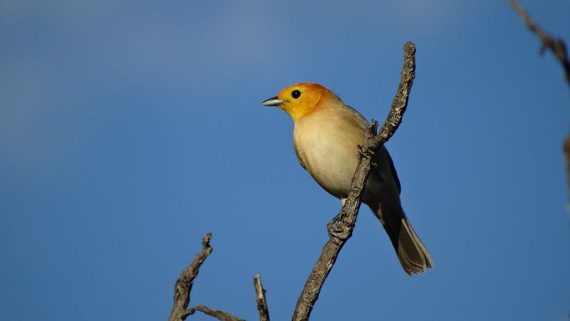 Orange-headed Tanager (Thlypopsis sordida)