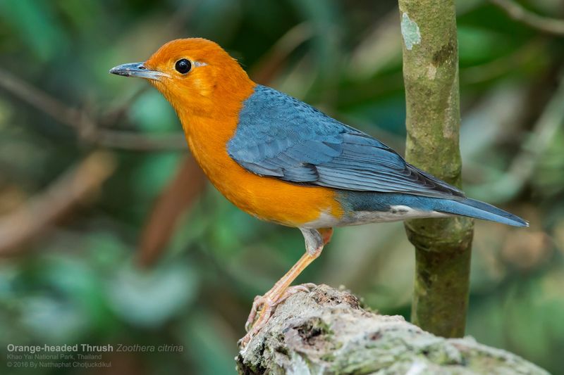 Orange-headed Thrush (Geokichla citrina)