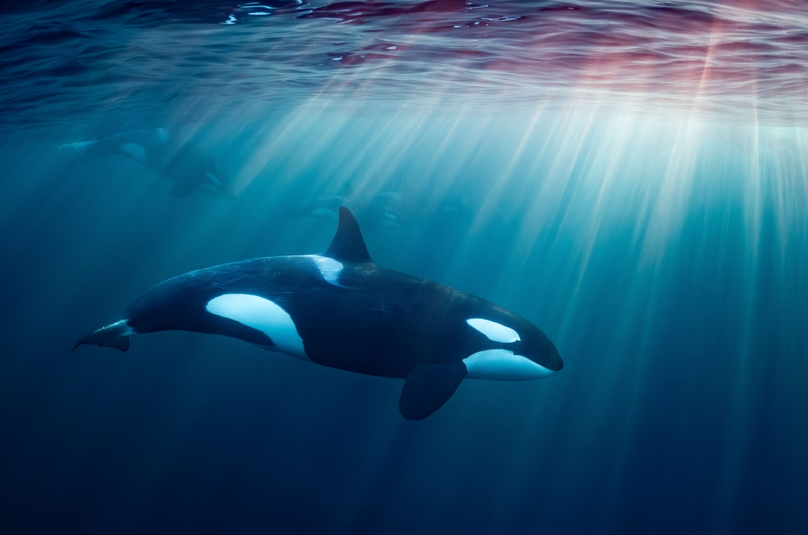 Orca Whale