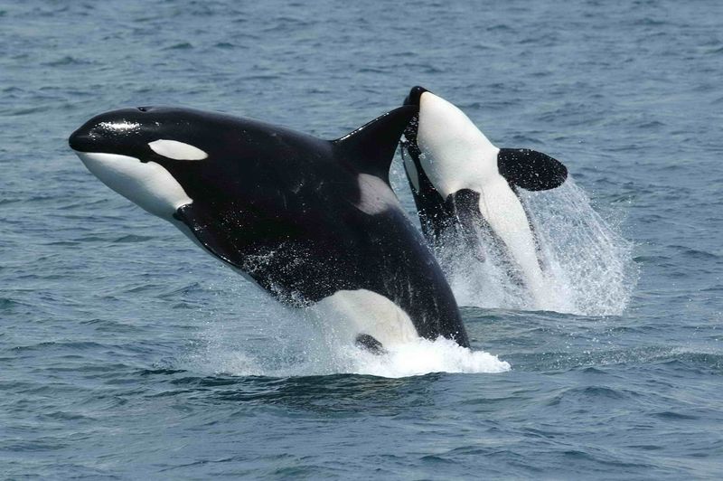 Orcas (Killer Whales)