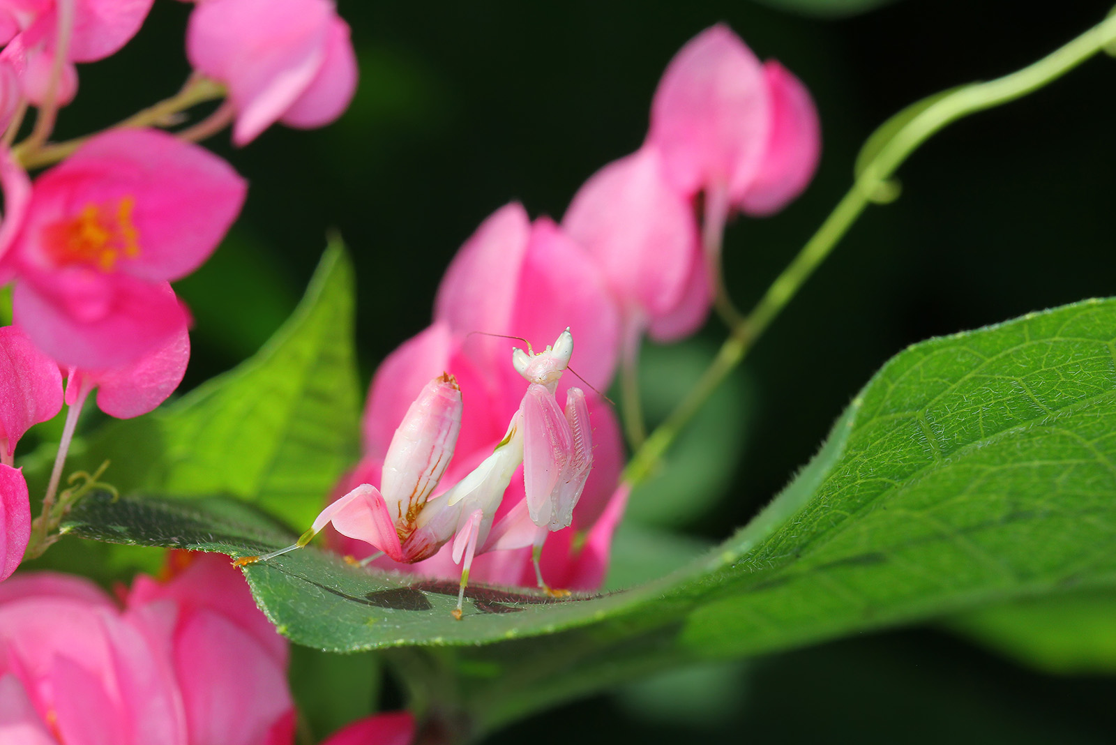 Orchid Mantis