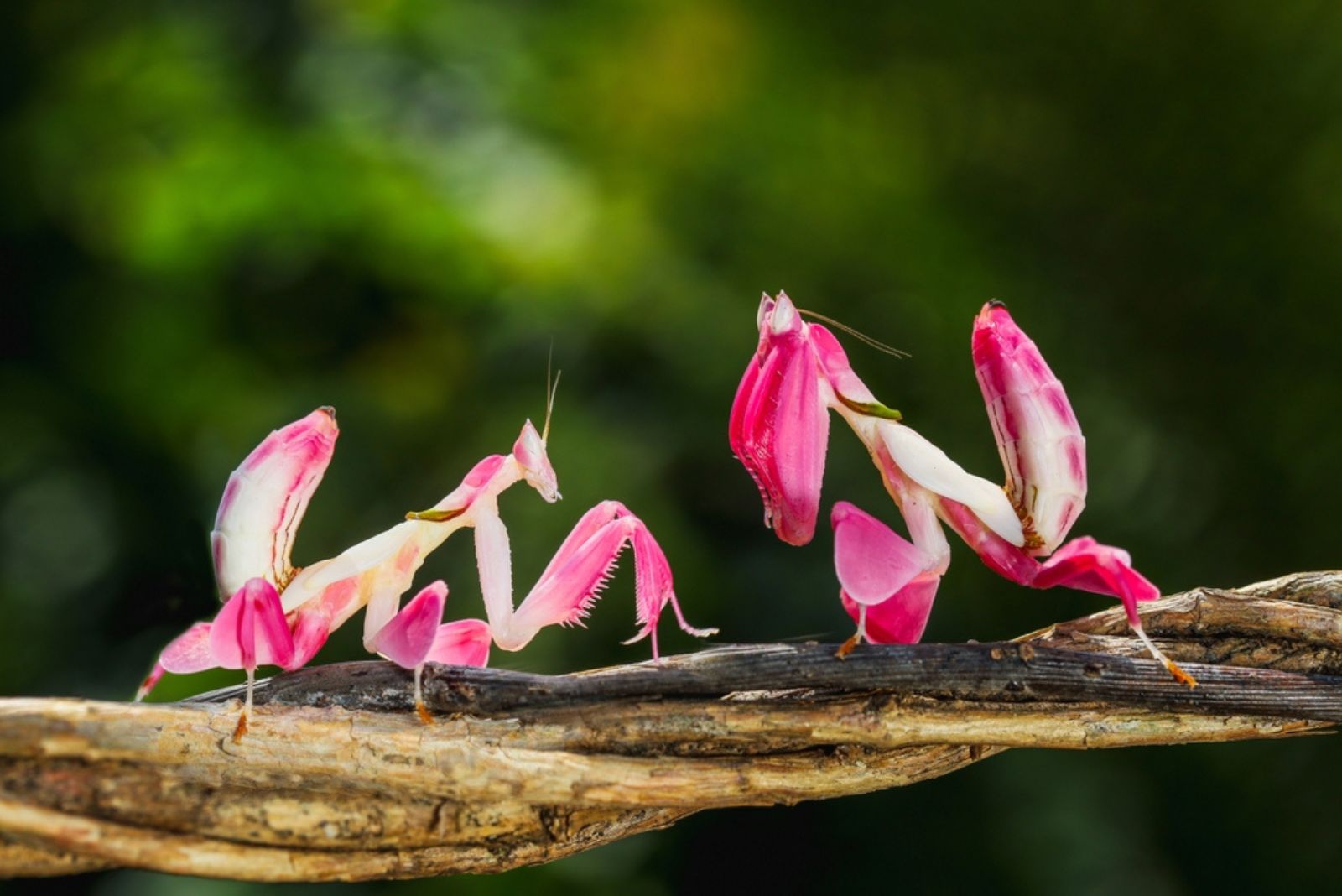 Orchid Mantis