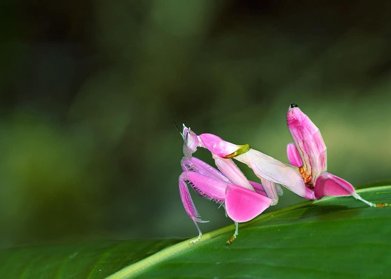 Orchid Mantis