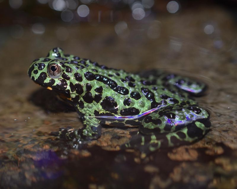 Oriental Fire-Bellied Toad