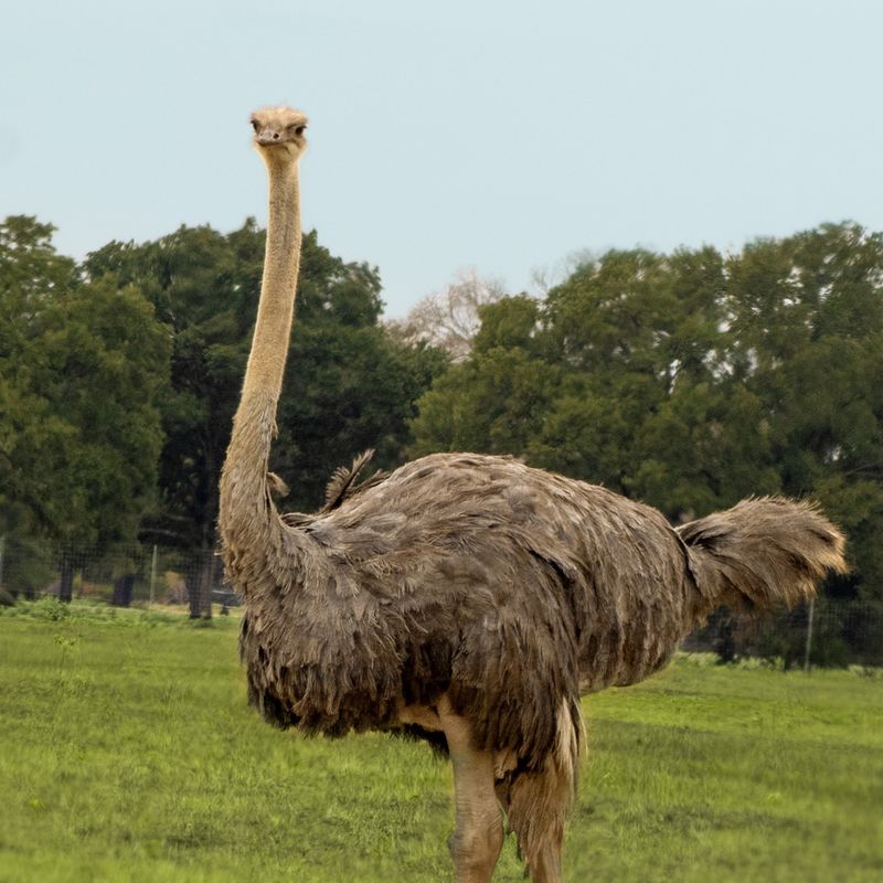 Ostrich