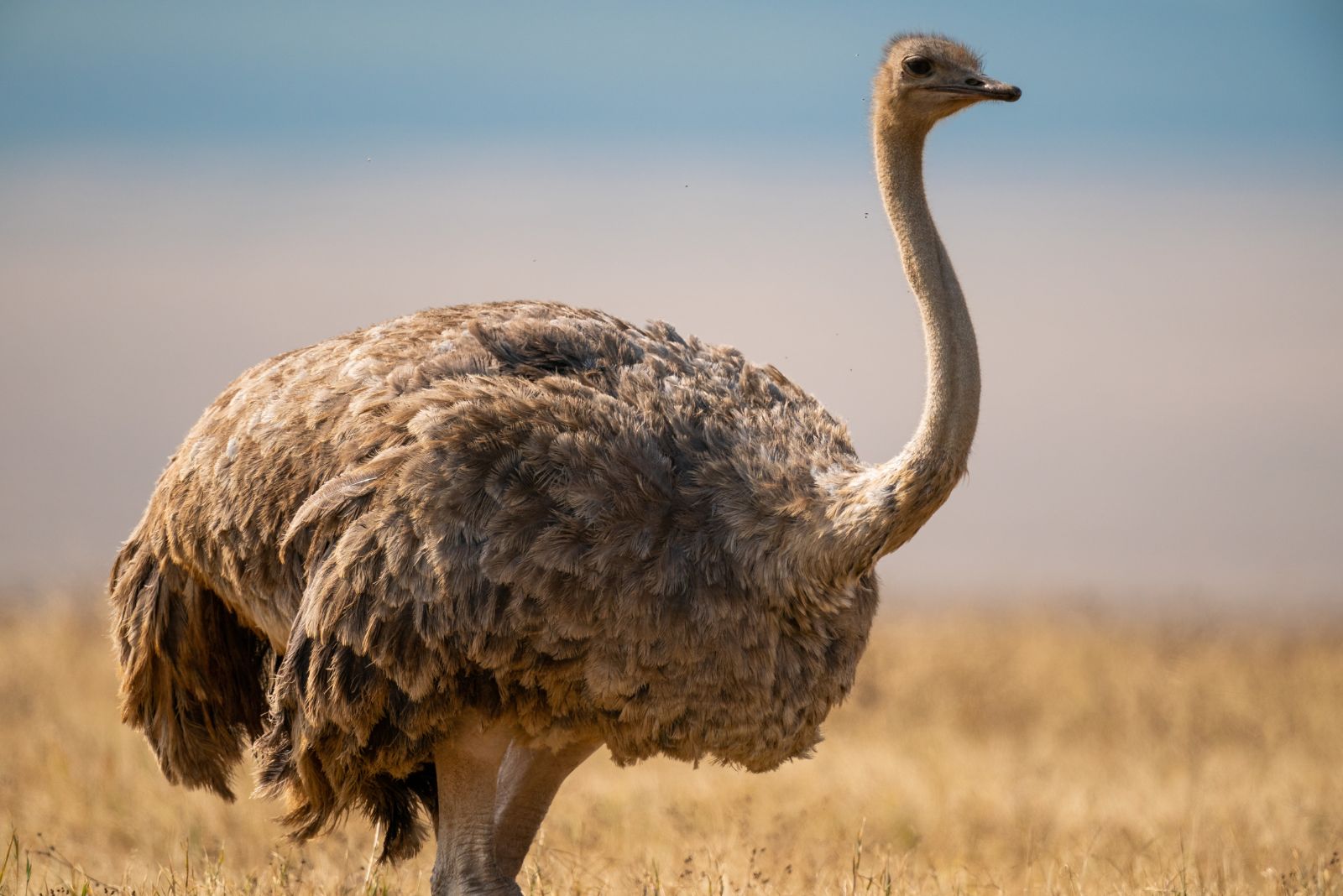 Ostrich