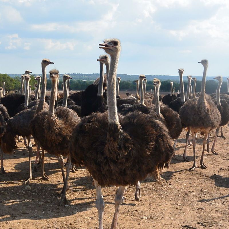 Ostriches