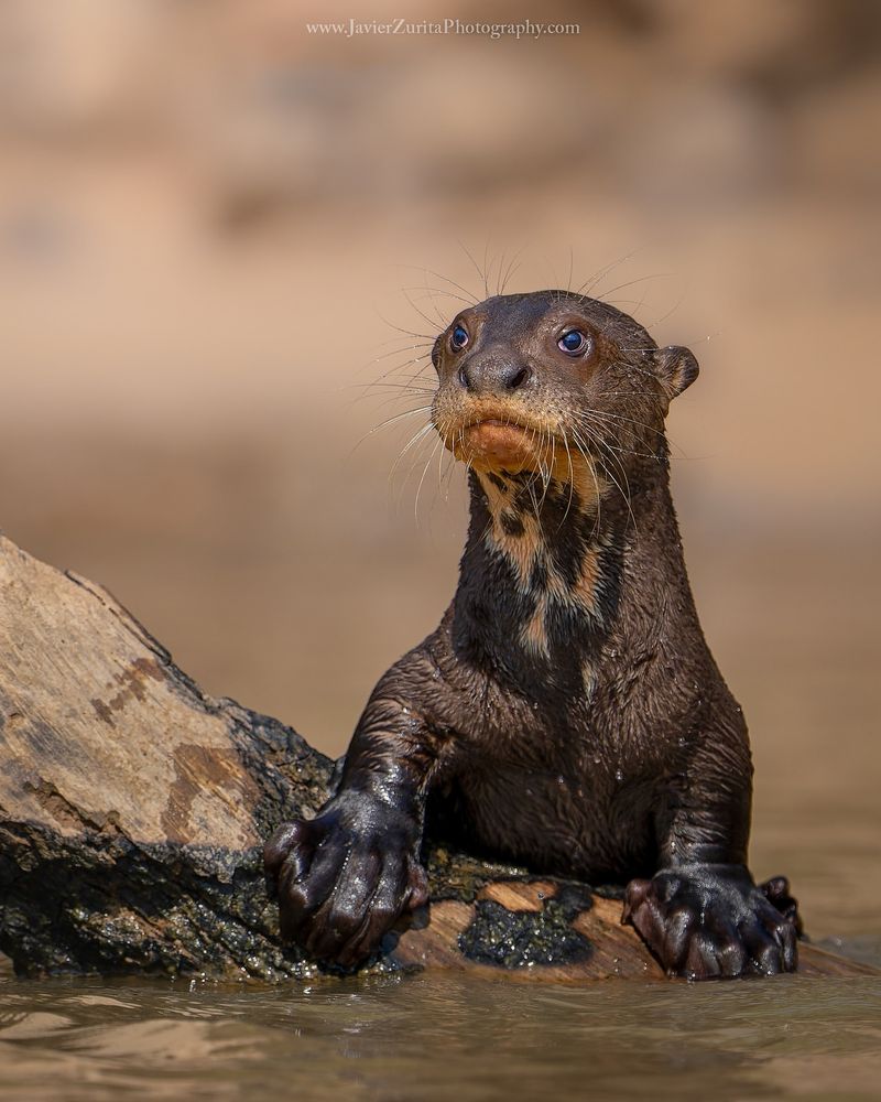 Otters