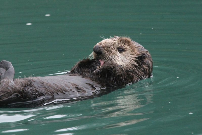 Otters