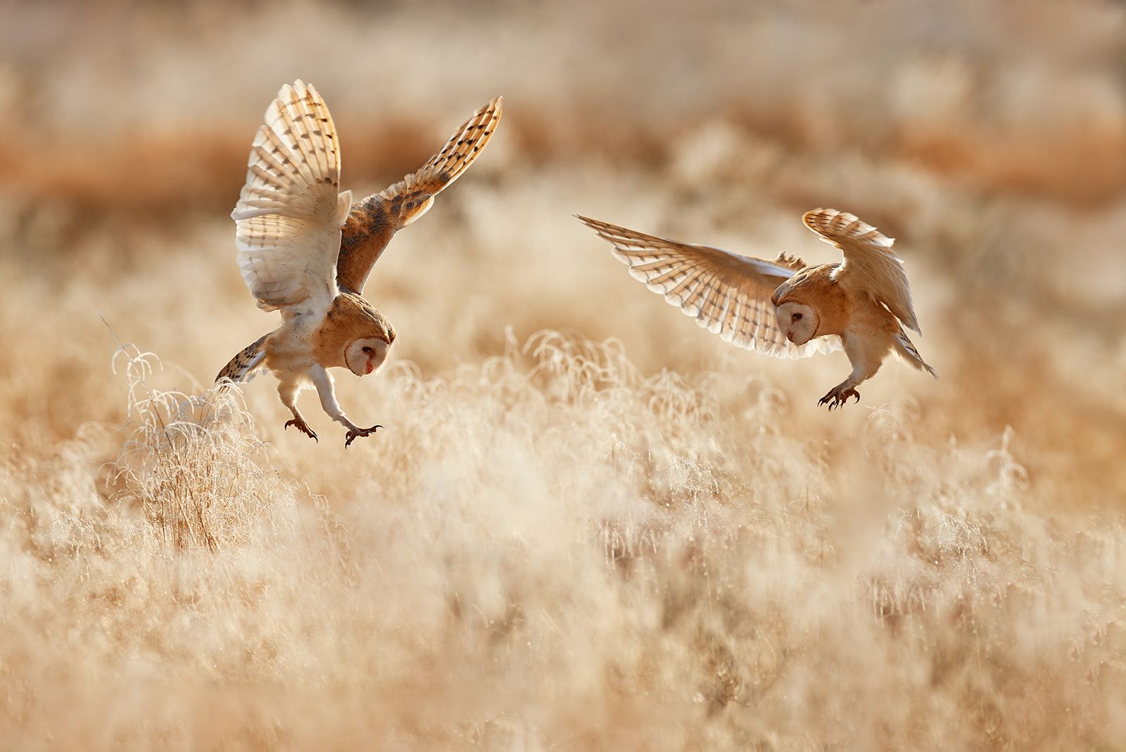 owl fight