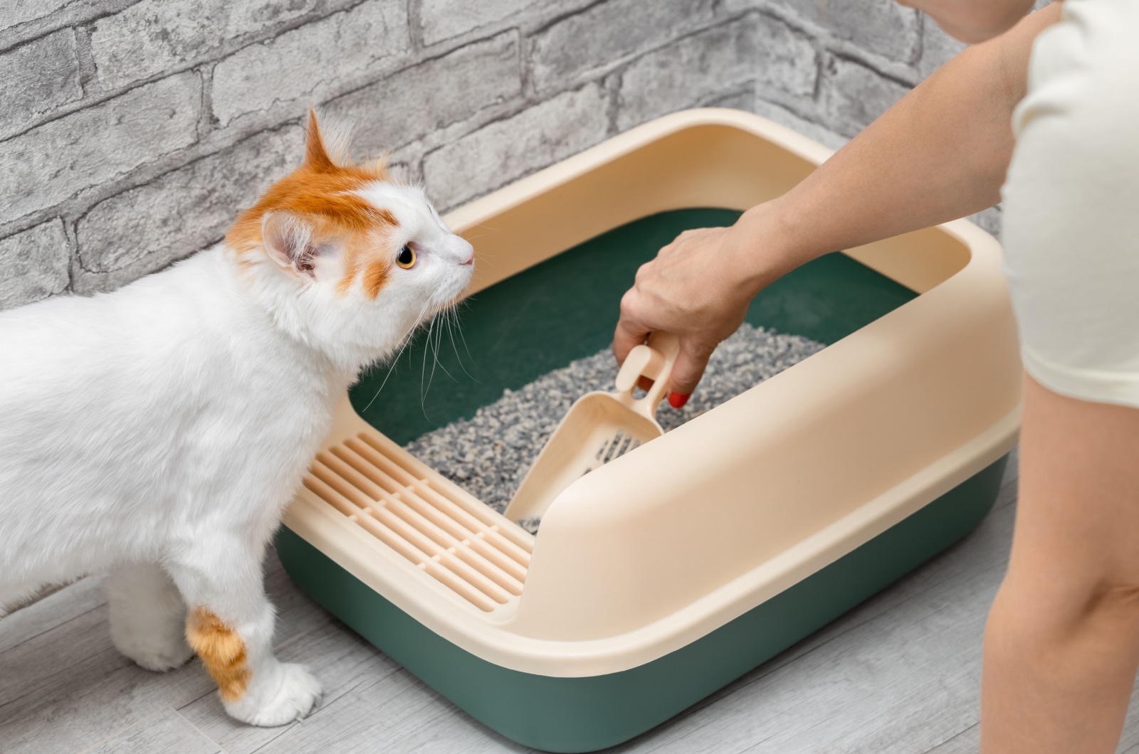 Owner cleaning cat litter