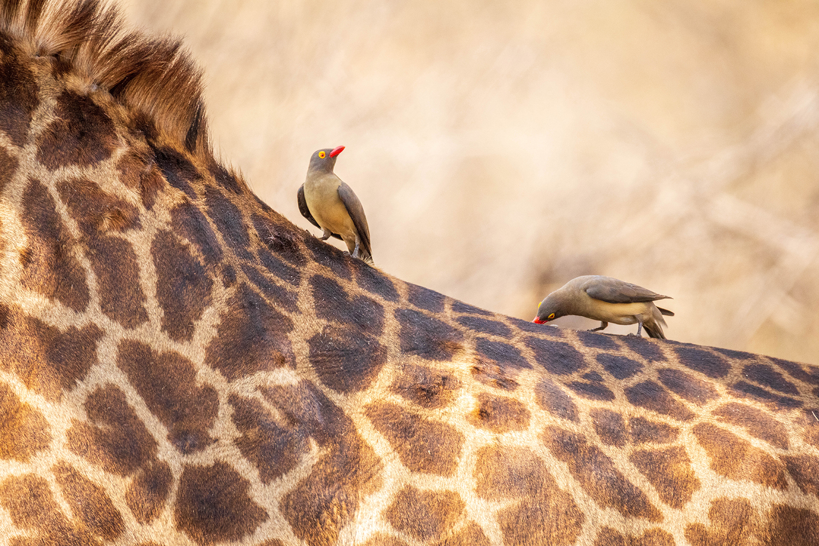 oxpecker bird