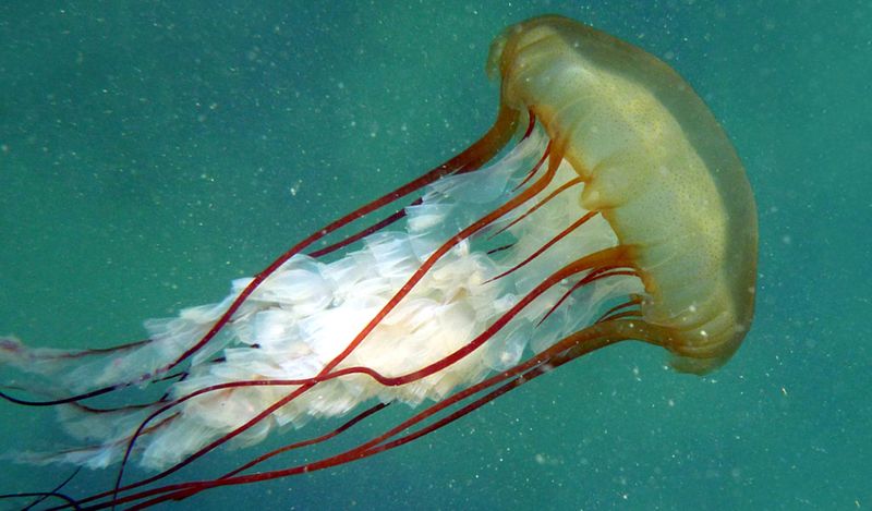 Pacific Sea Nettle