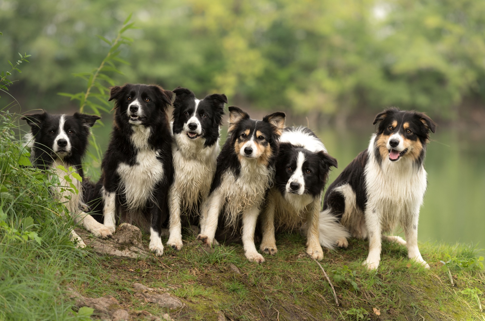 Pack of very sweet dogs