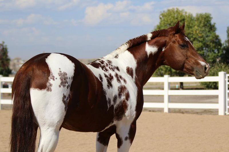 Paint Horse