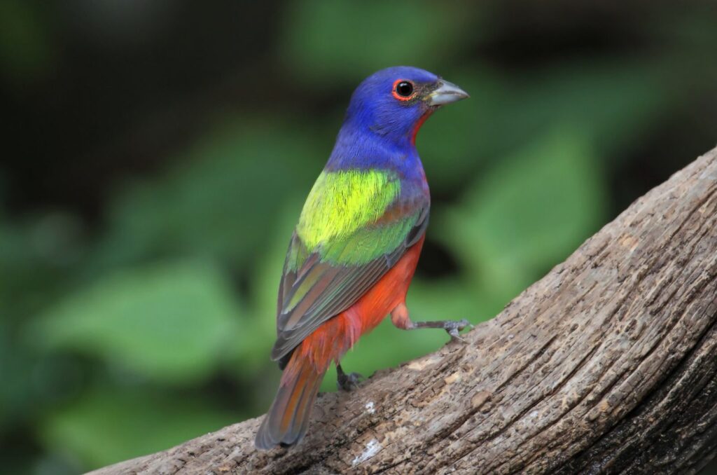 Painted Bunting