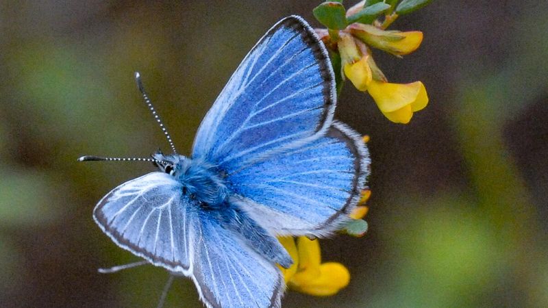 Palos Verdes Blue