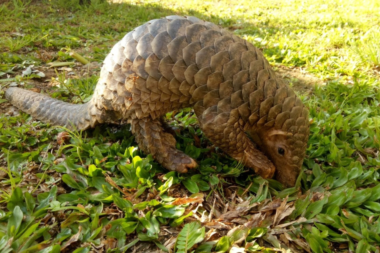 Pangolin