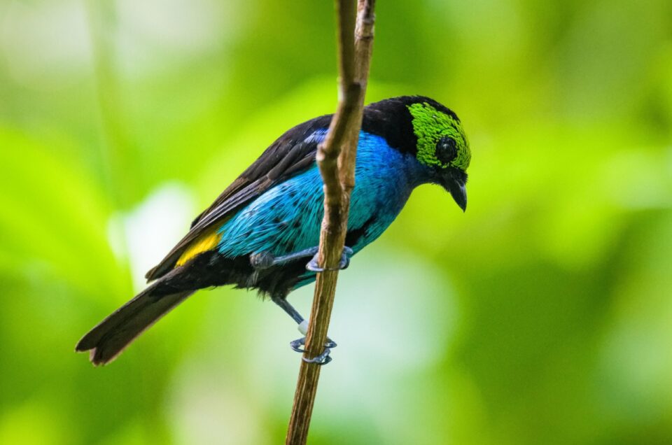 9 Stunning Types Of Tanagers Every Birder Should Know