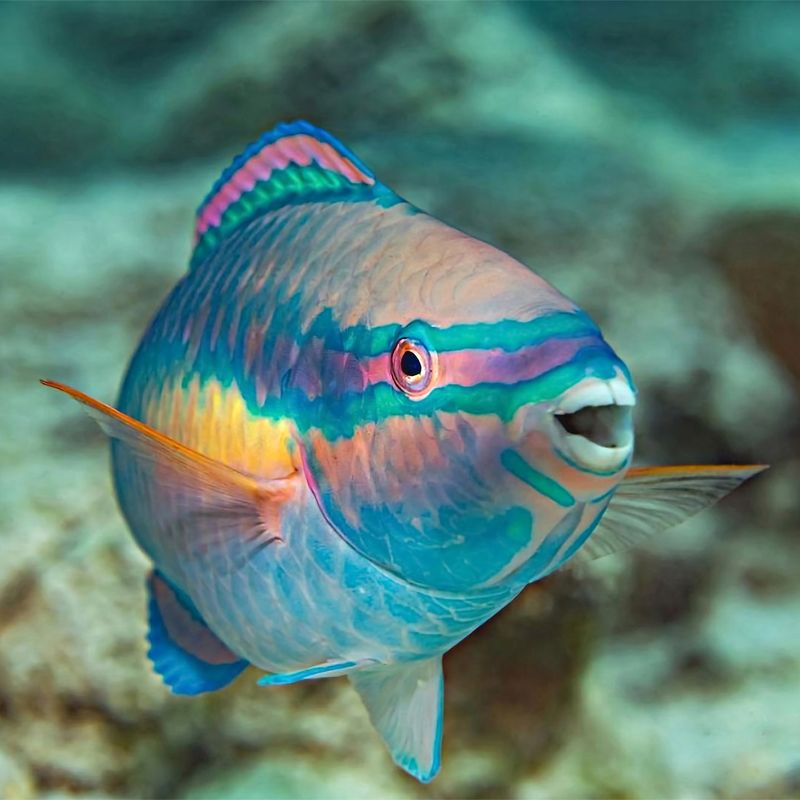 Parrotfish