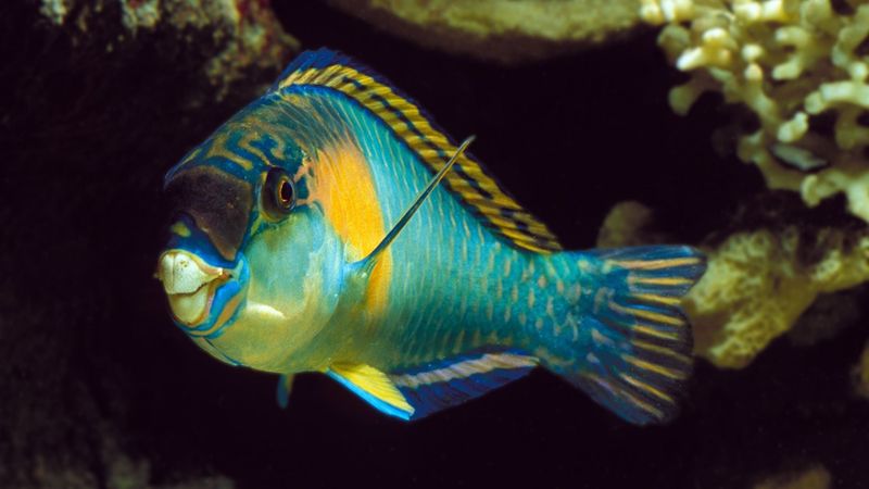 Parrotfish