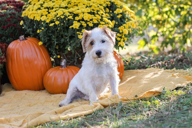 Parson Russell Terrier