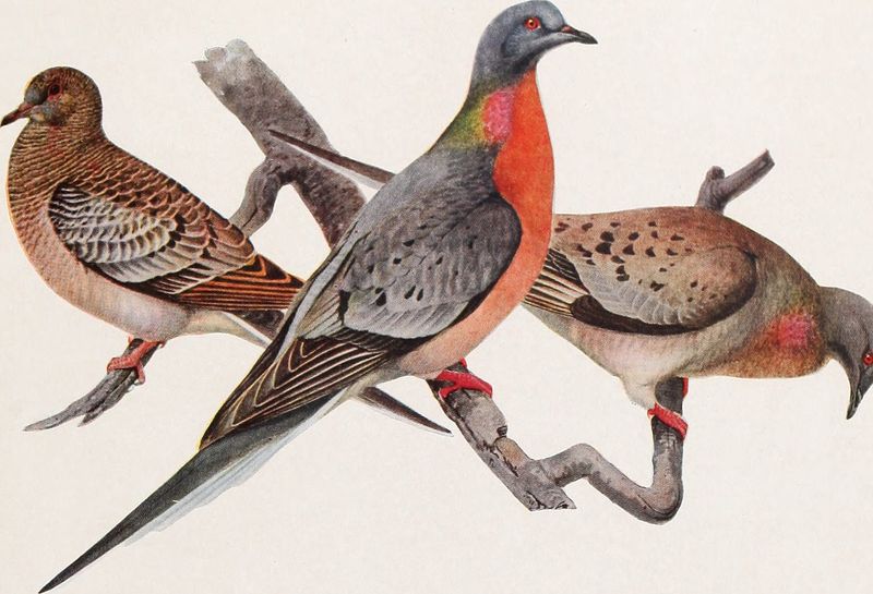 Passenger Pigeon