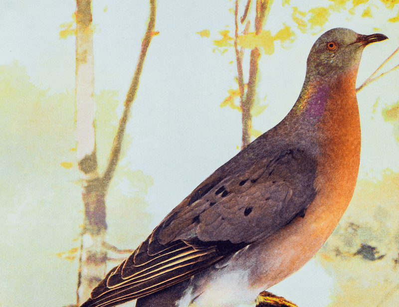 Passenger Pigeon